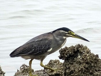 2017年6月10日(土) 藤前干潟の野鳥観察記録