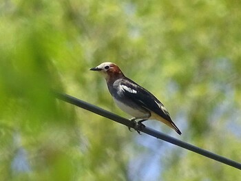 2017年5月22日(月) ひるがの高原(蛭ヶ野高原)の野鳥観察記録