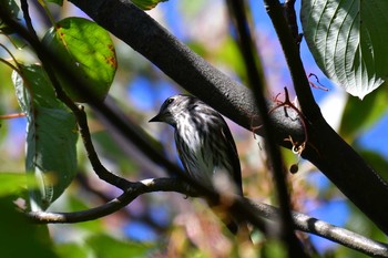 エゾビタキ 東京港野鳥公園 2017年9月21日(木)