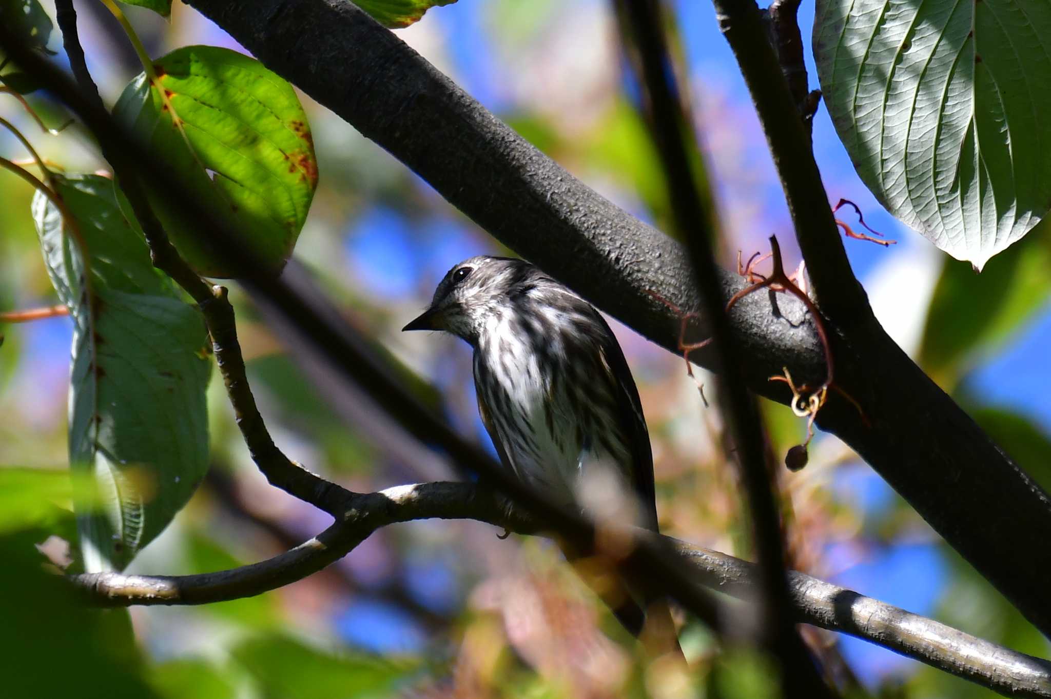 東京港野鳥公園 エゾビタキの写真 by GIGI