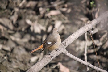 2022年2月21日(月) 北本自然観察公園の野鳥観察記録