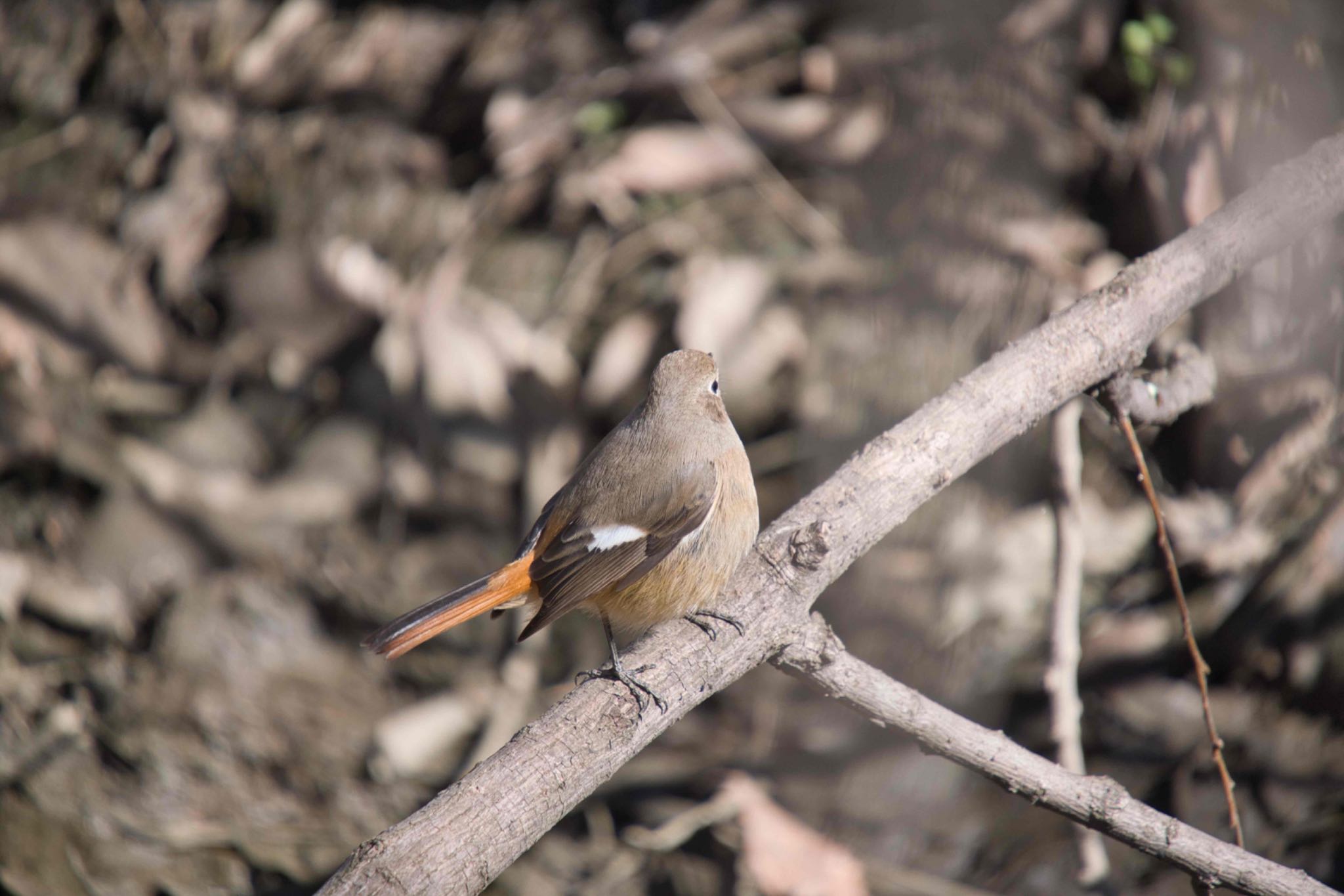 Daurian Redstart