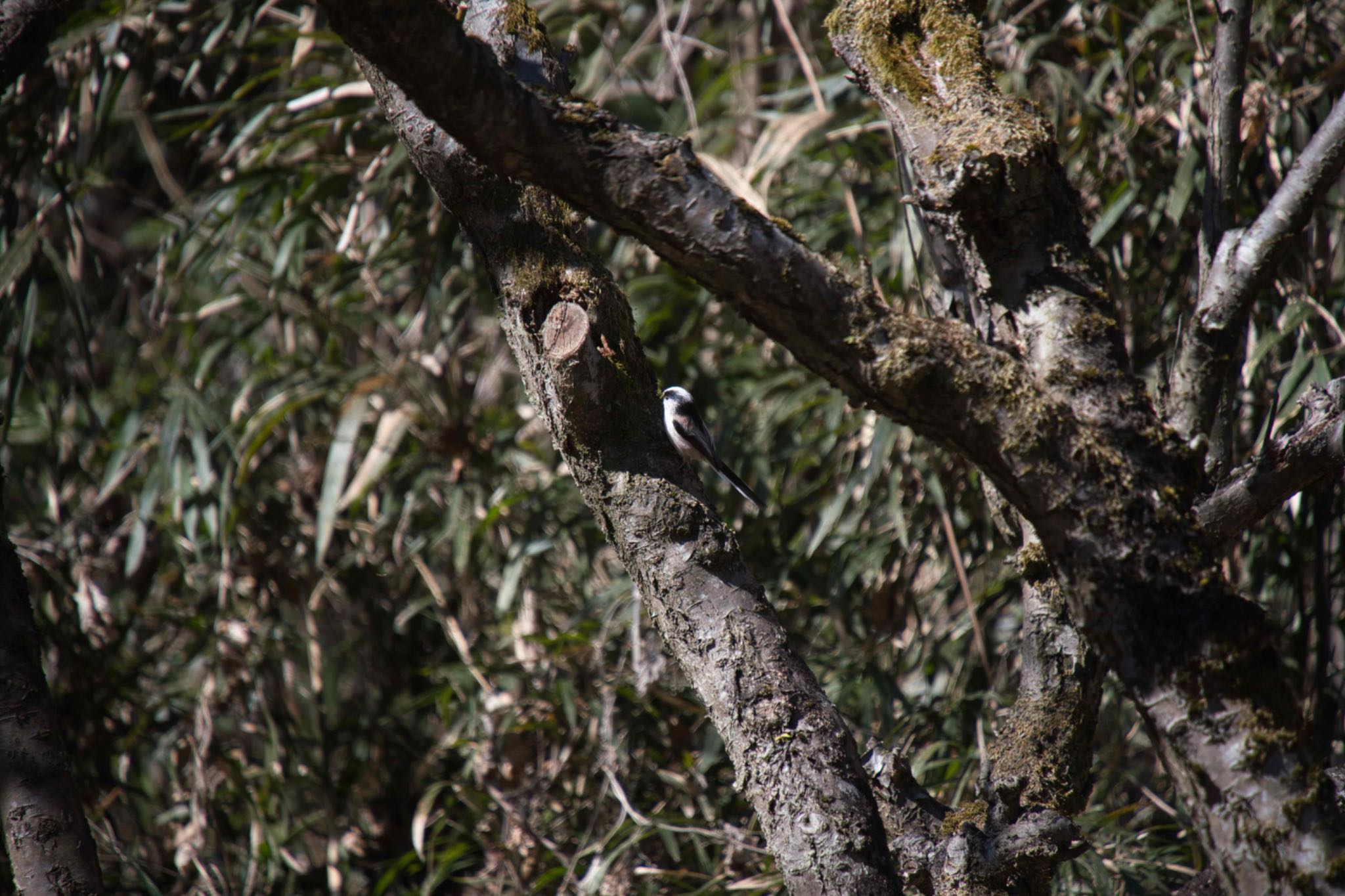 Long-tailed Tit