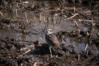 ツグミ 北本自然観察公園 2022年2月21日(月)