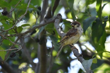 スズメ 東京港野鳥公園 2017年9月21日(木)