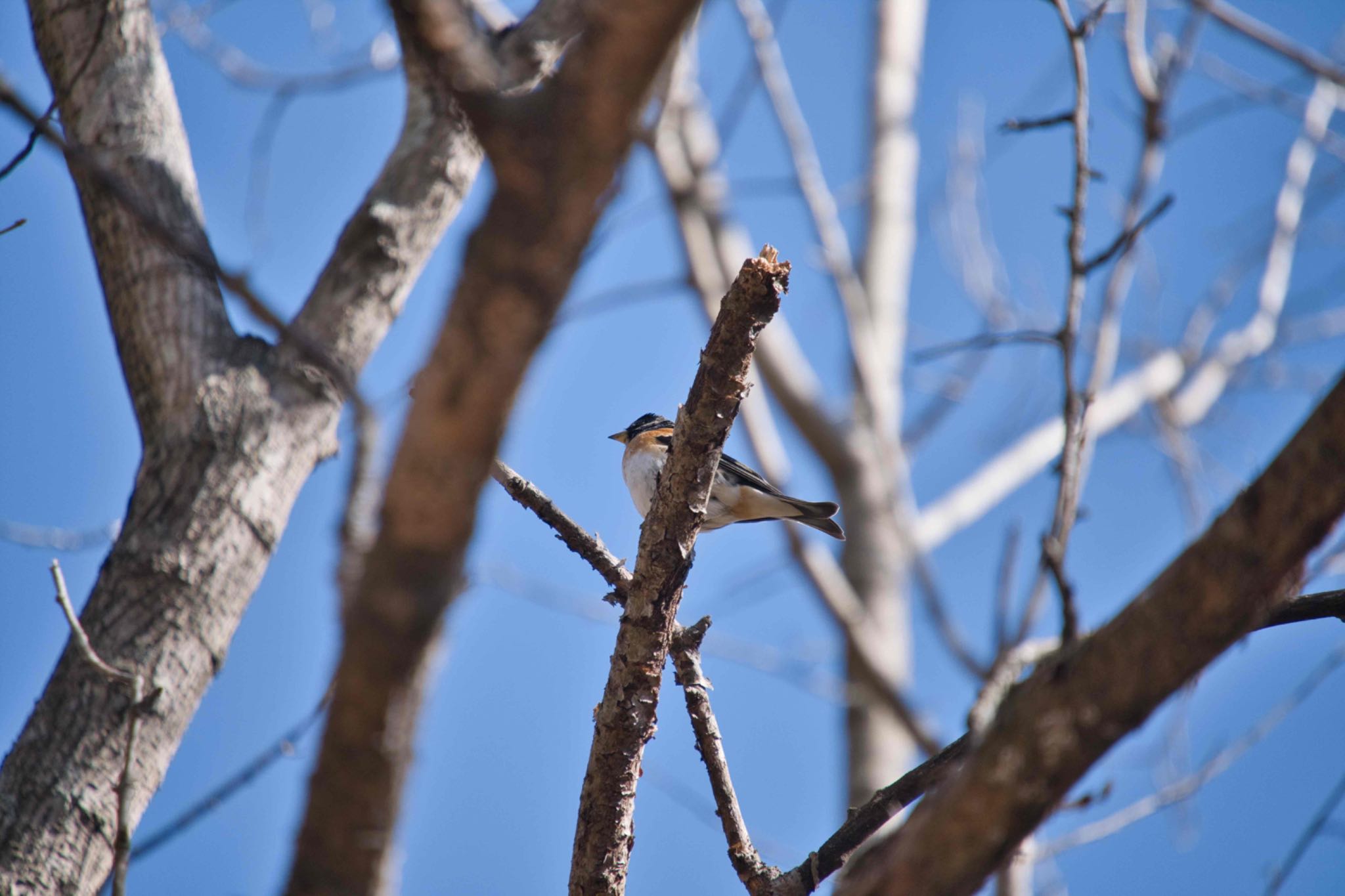 Brambling