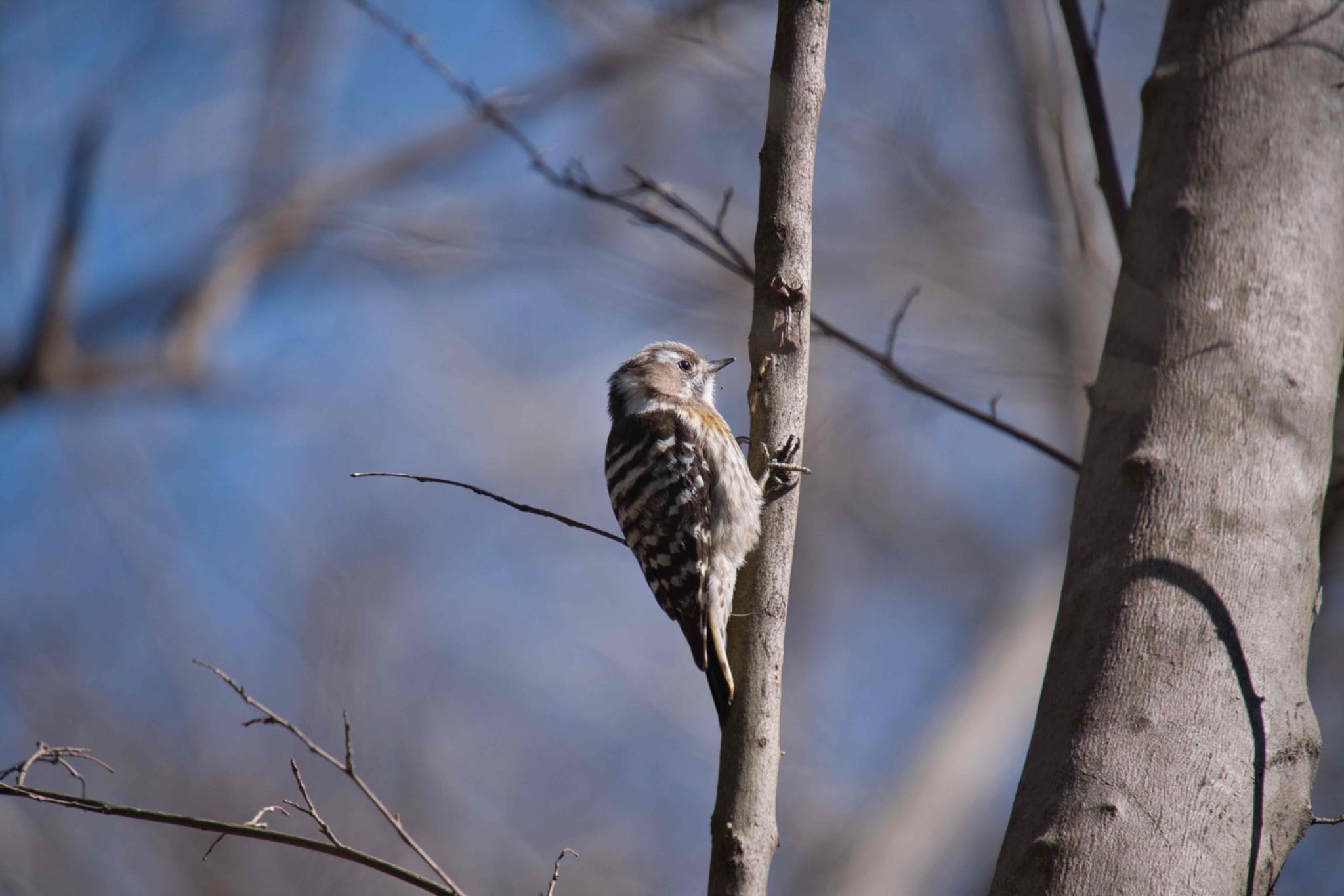 Japanese Pygmy Woodpecker