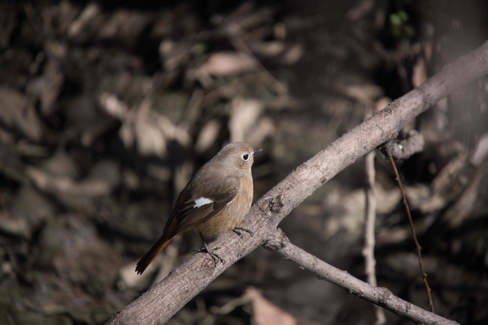 Daurian Redstart