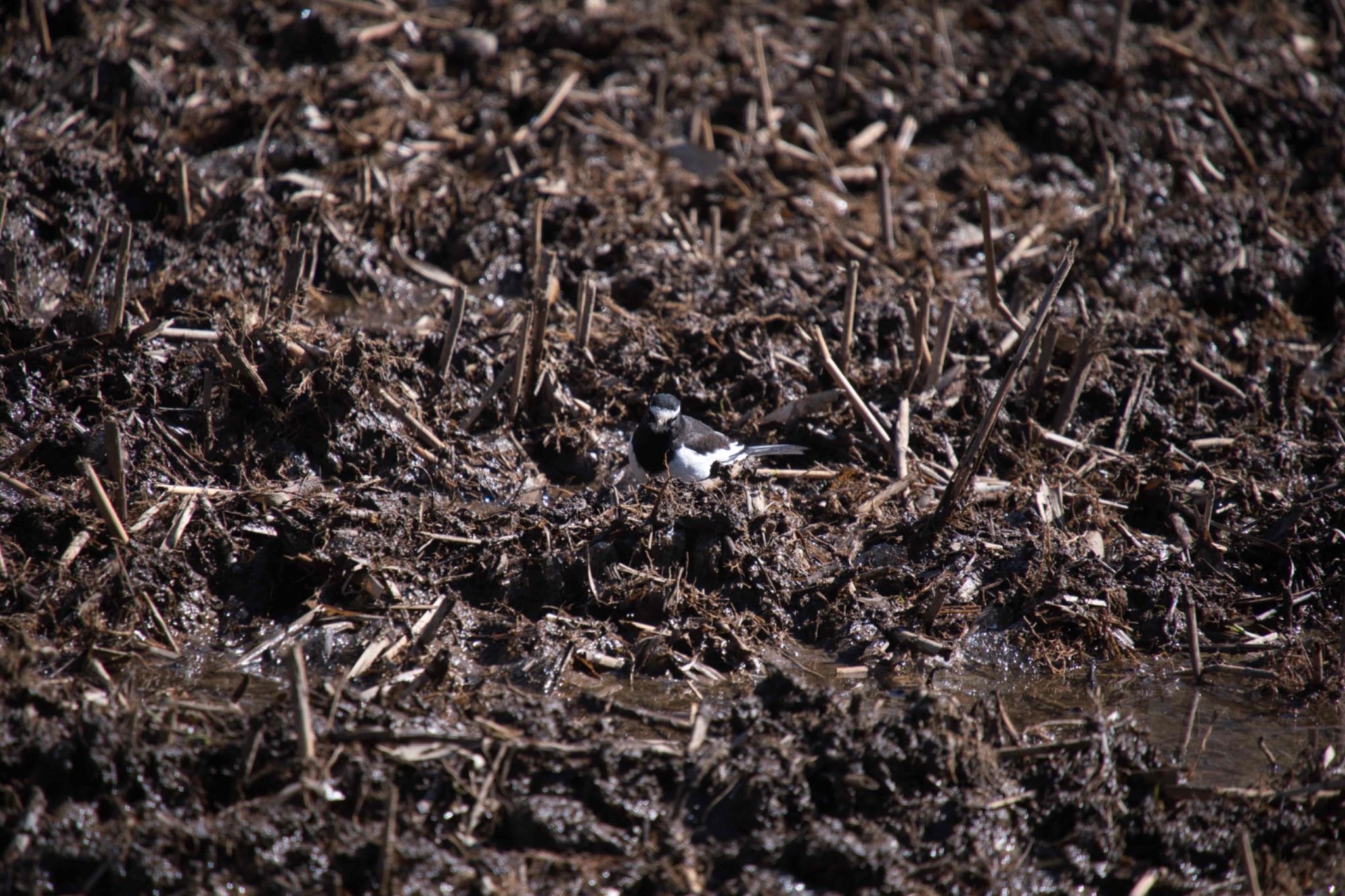 Japanese Wagtail