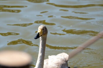 オオハクチョウ 大宮公園 2022年2月23日(水)