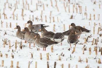 Greater White-fronted Goose Izunuma Sun, 2/20/2022