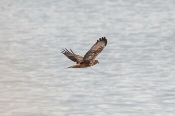 Eastern Marsh Harrier Izunuma Sun, 2/20/2022