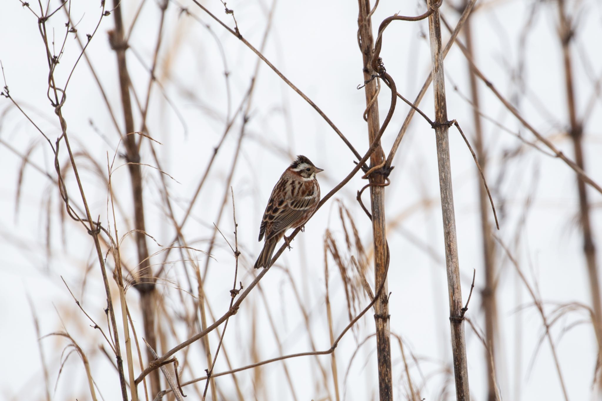 Photo of Rustic Bunting at Izunuma by Leaf