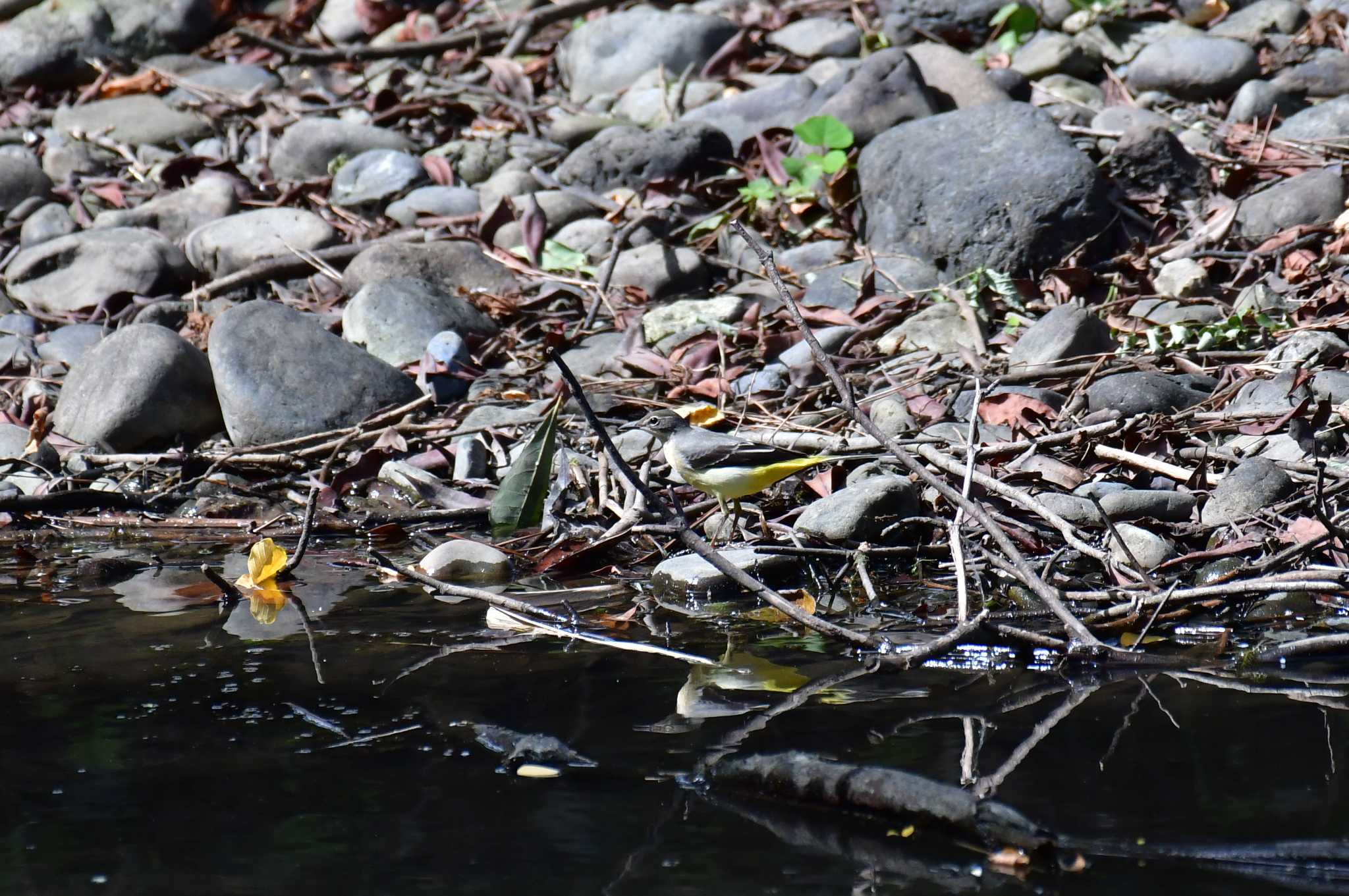 東京港野鳥公園 キセキレイの写真