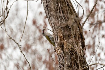 Japanese Green Woodpecker Izunuma Sat, 2/19/2022