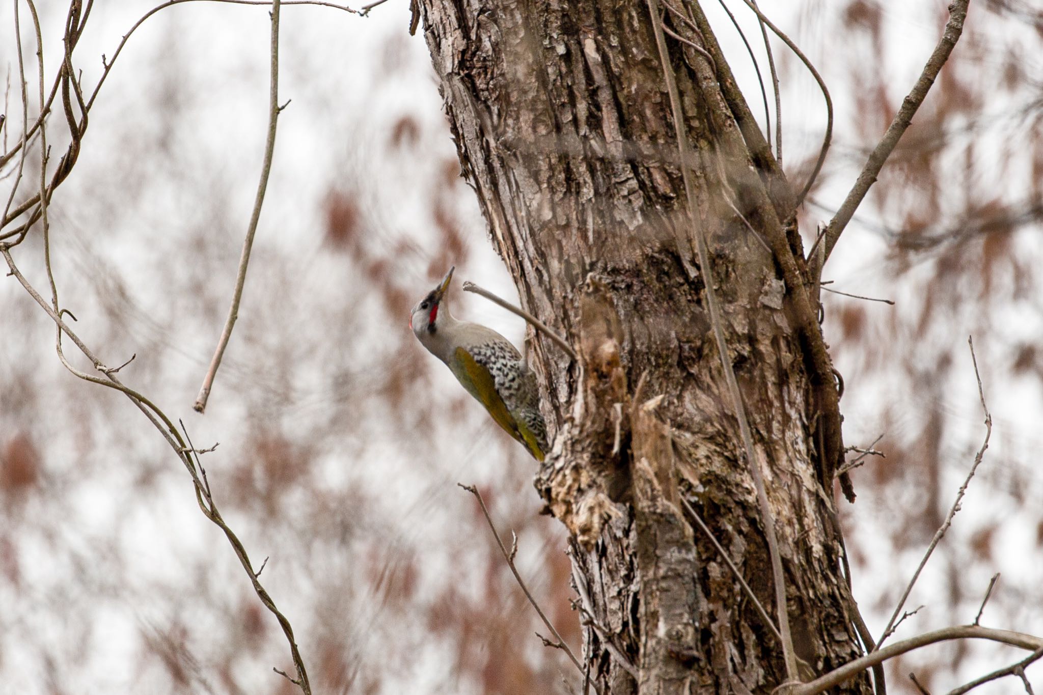 Photo of Japanese Green Woodpecker at Izunuma by Leaf