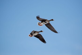 Greater White-fronted Goose Izunuma Sun, 2/20/2022