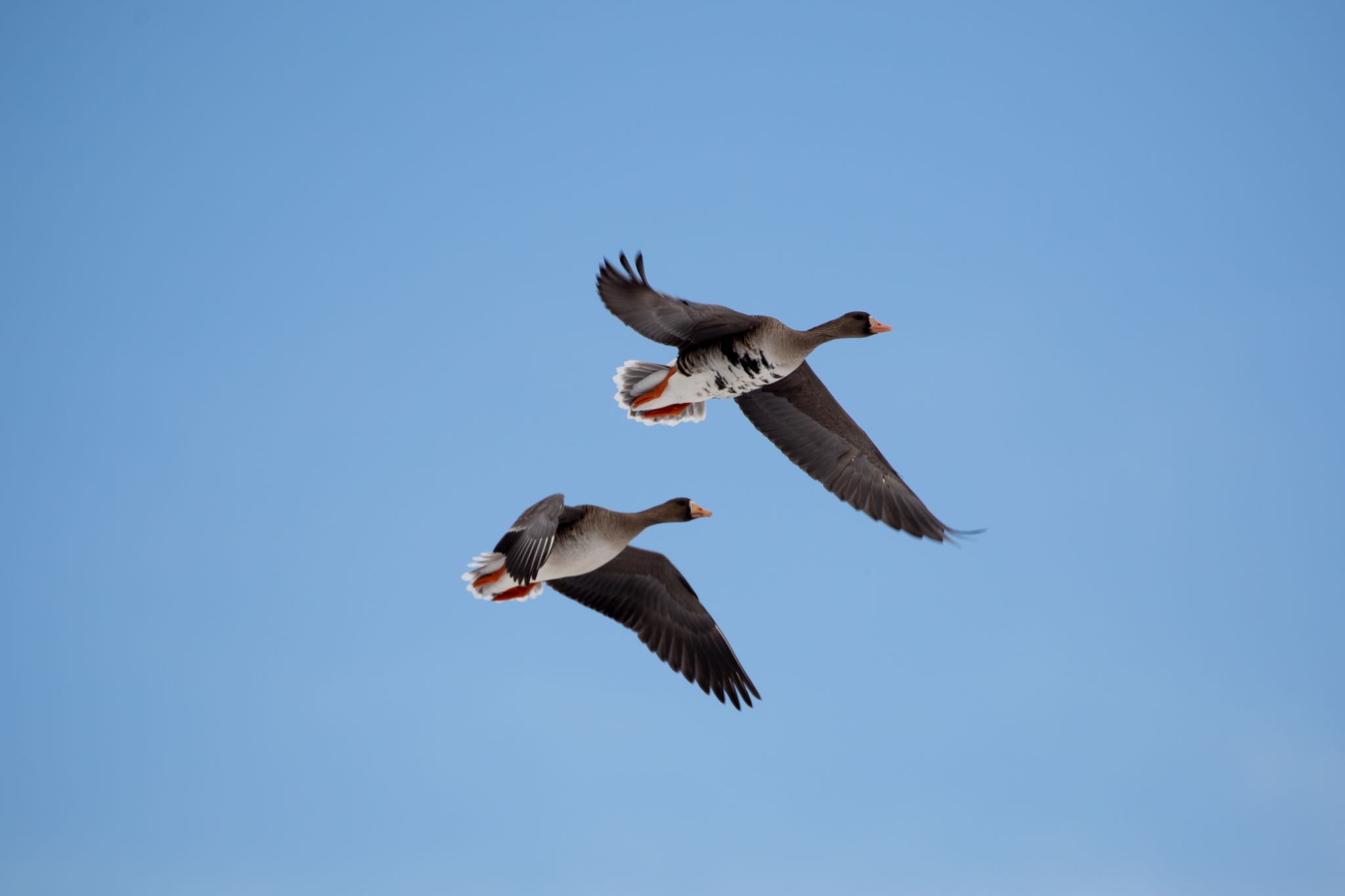 Photo of Greater White-fronted Goose at Izunuma by Leaf