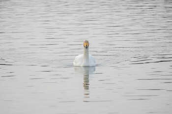 2022年2月19日(土) 伊豆沼の野鳥観察記録