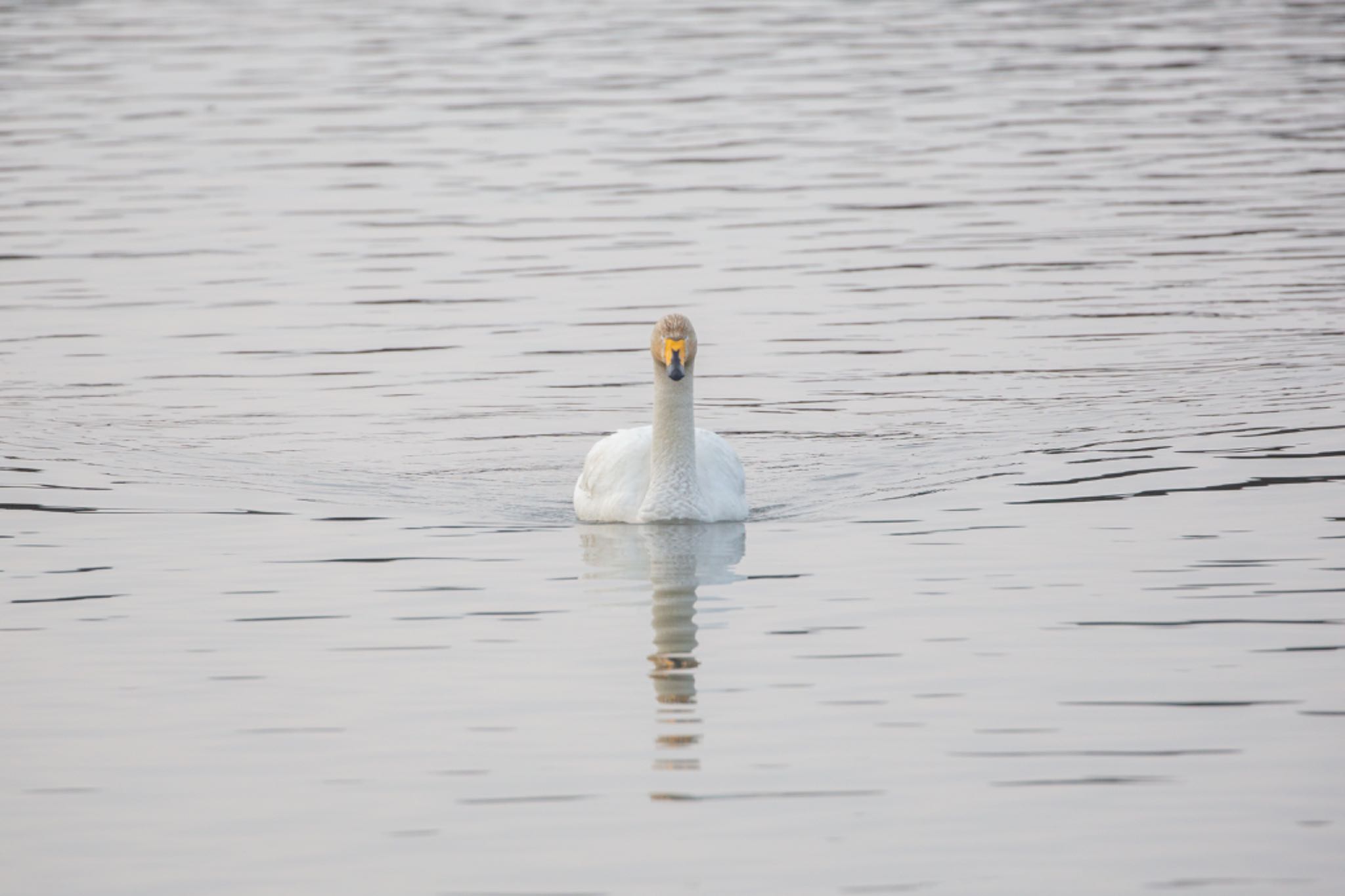 Photo of Whooper Swan at Izunuma by Leaf