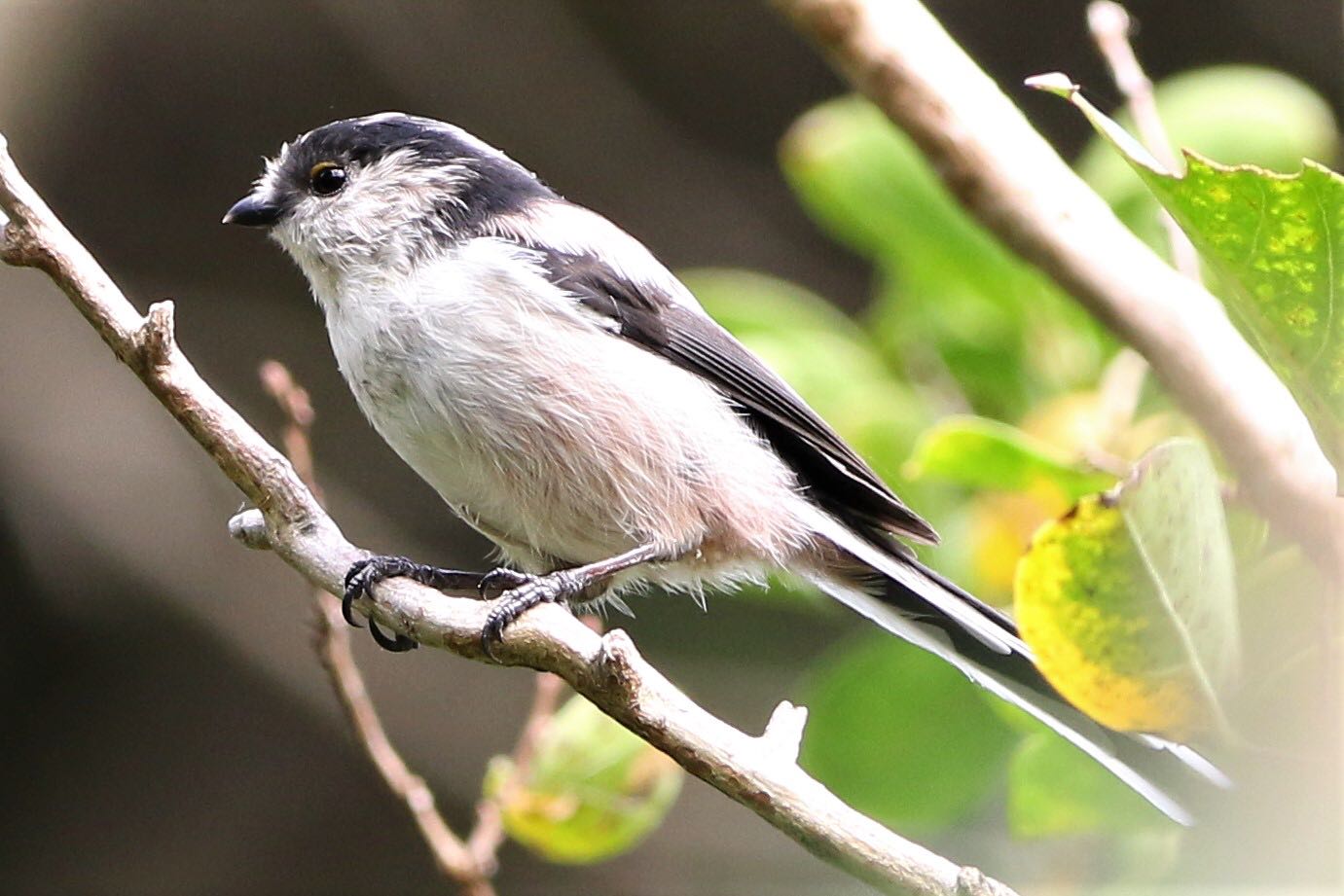 Photo of Long-tailed Tit at 江津湖 by 山瀬美