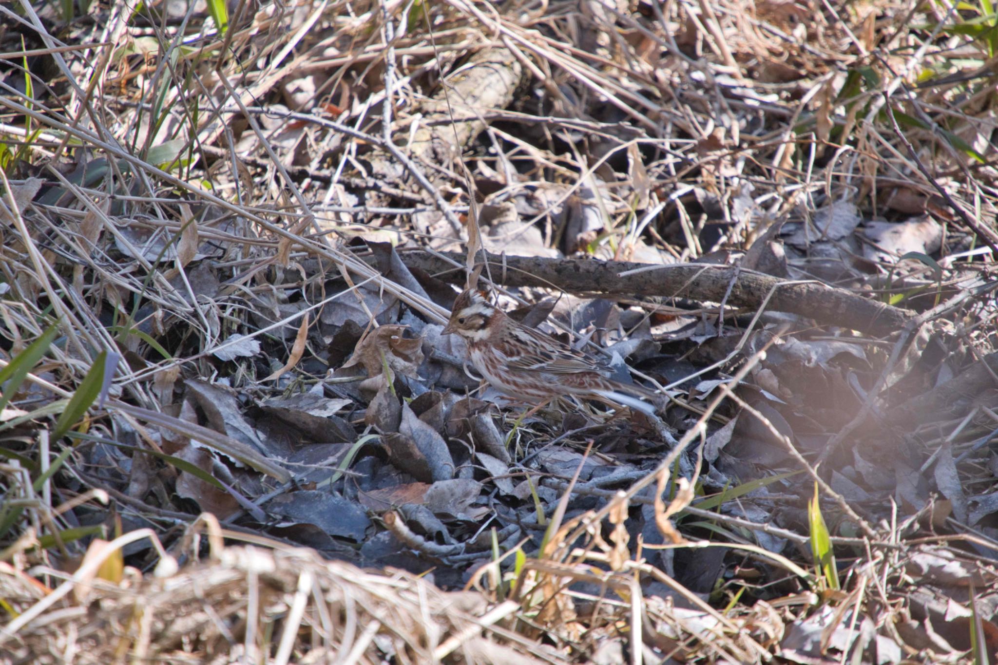 Rustic Bunting