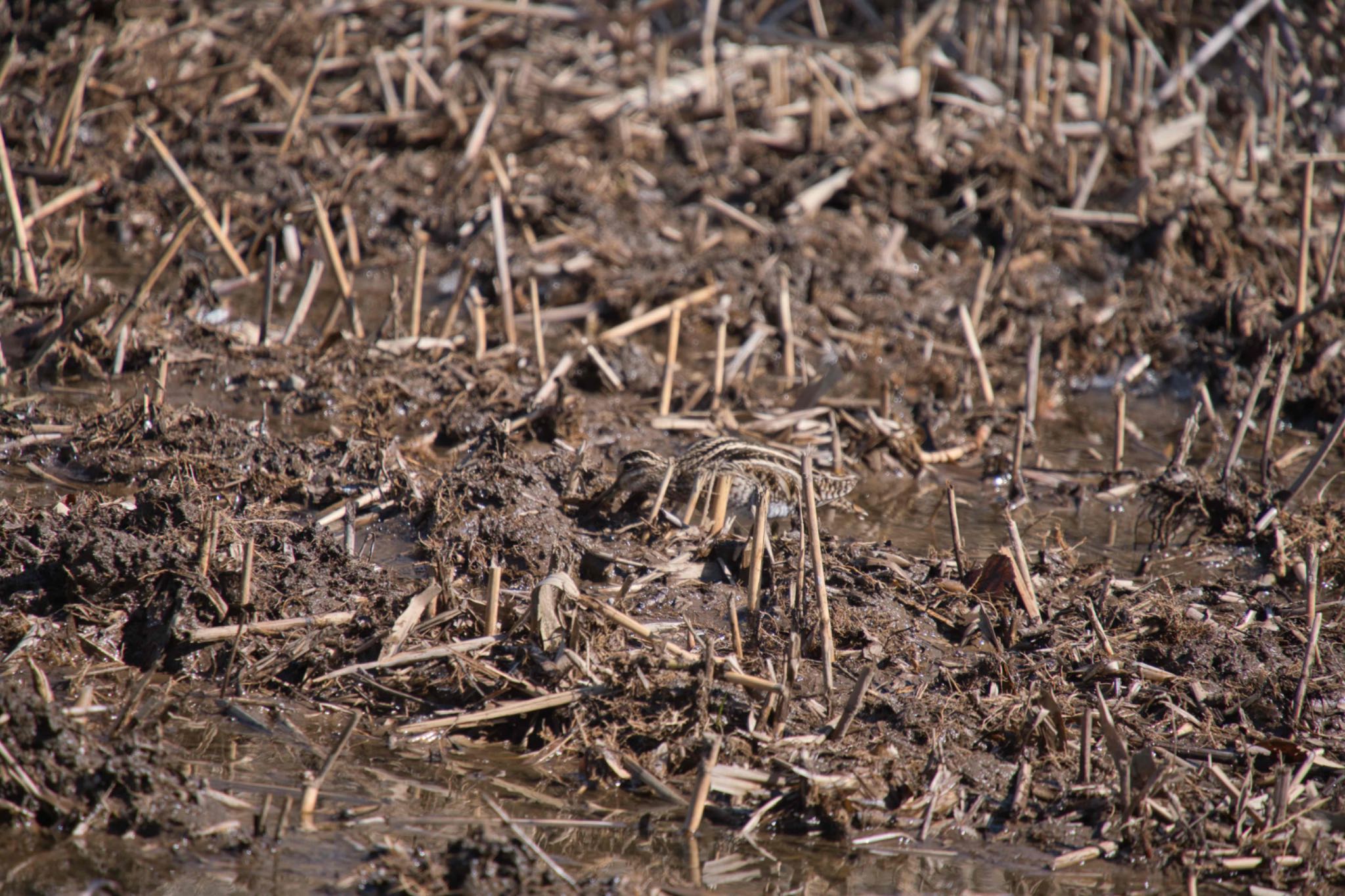 Common Snipe