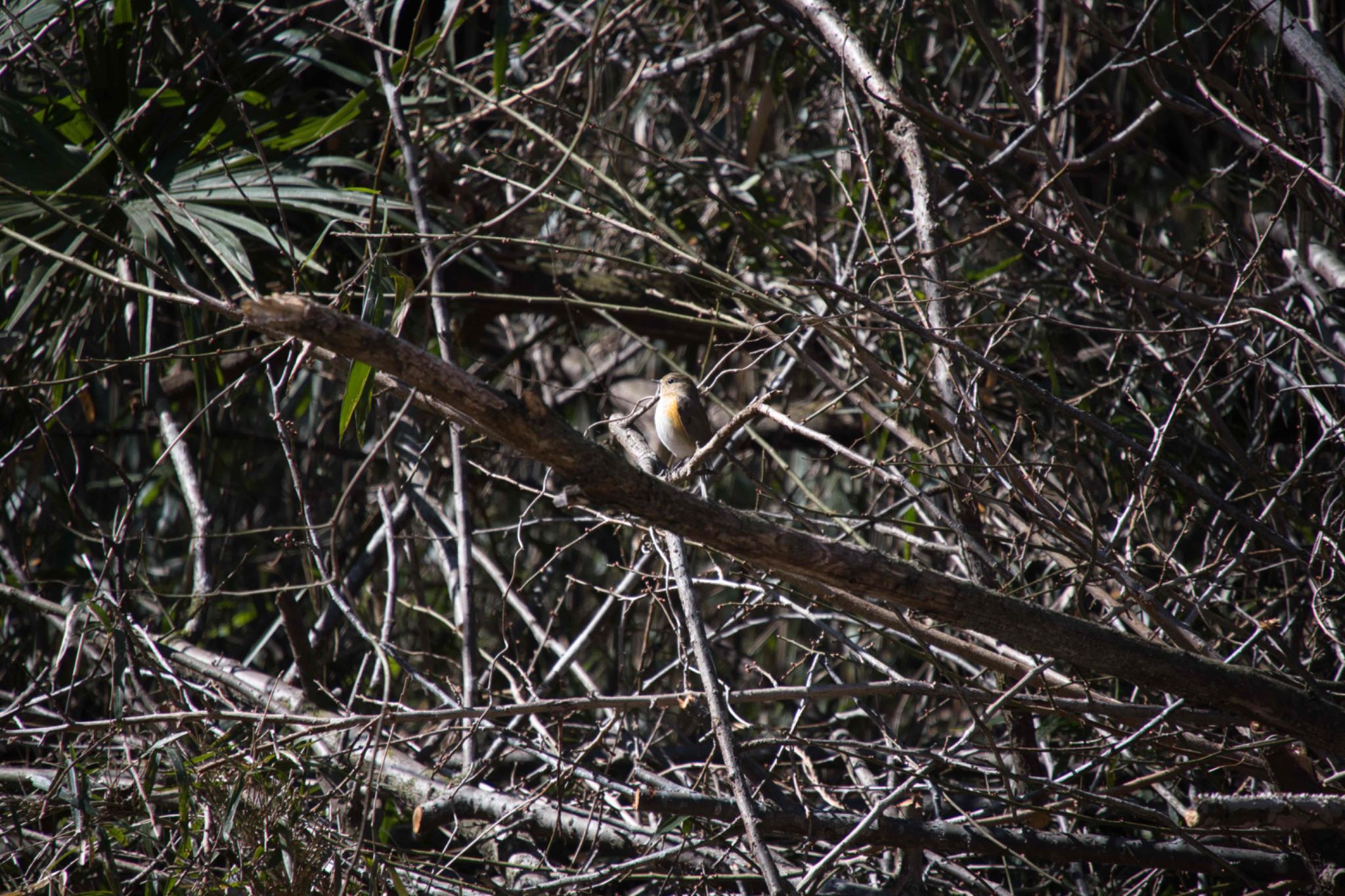 Red-flanked Bluetail