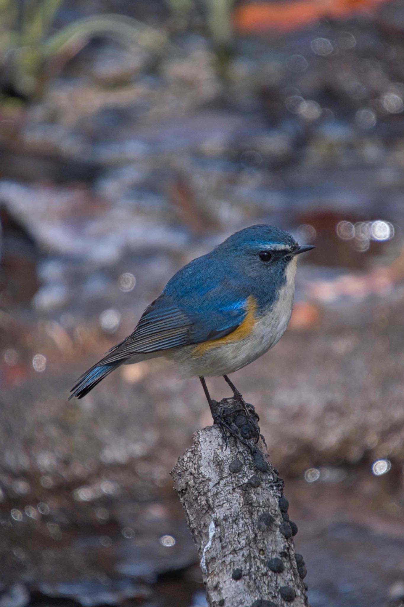 Red-flanked Bluetail