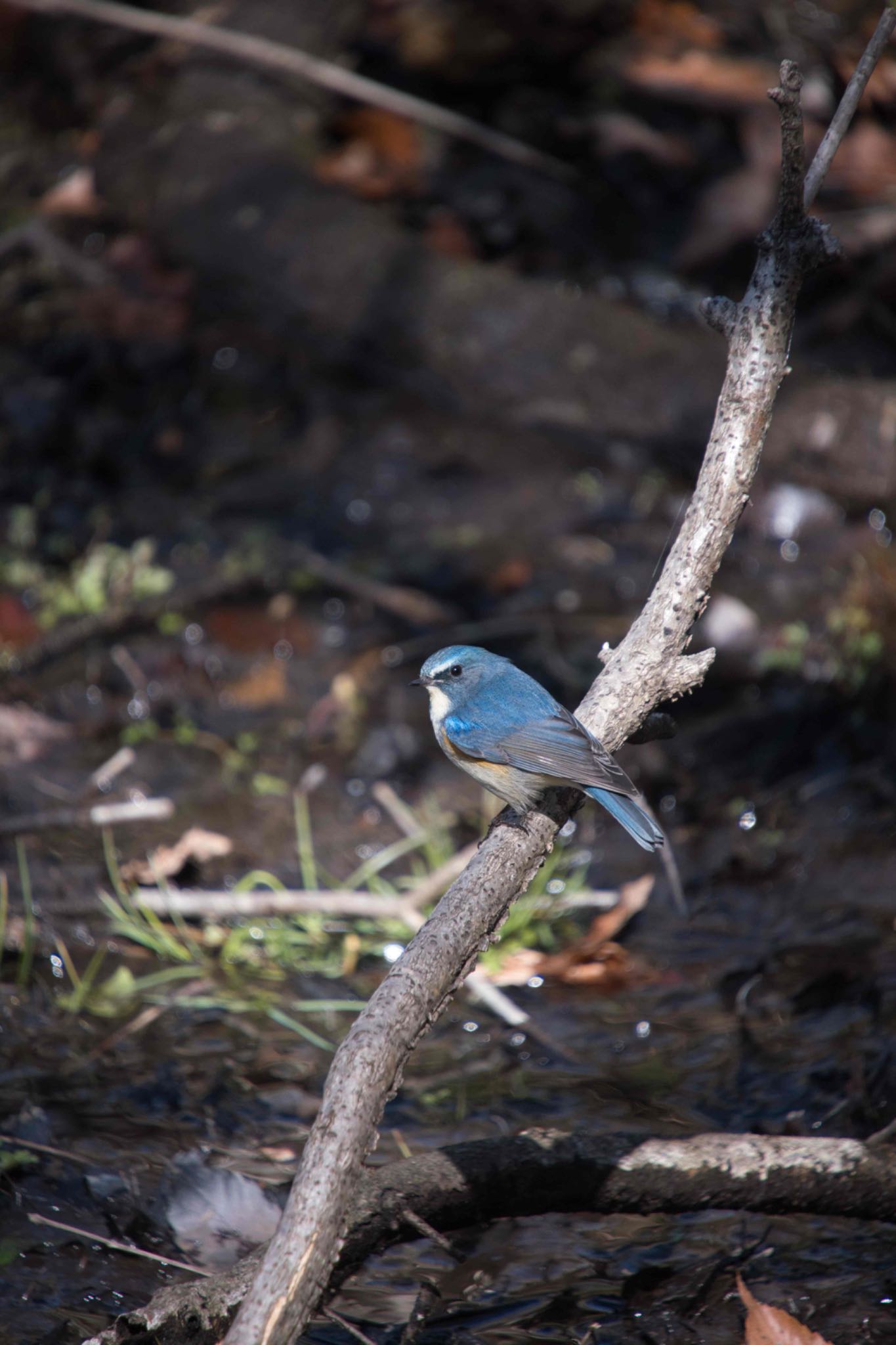 Red-flanked Bluetail