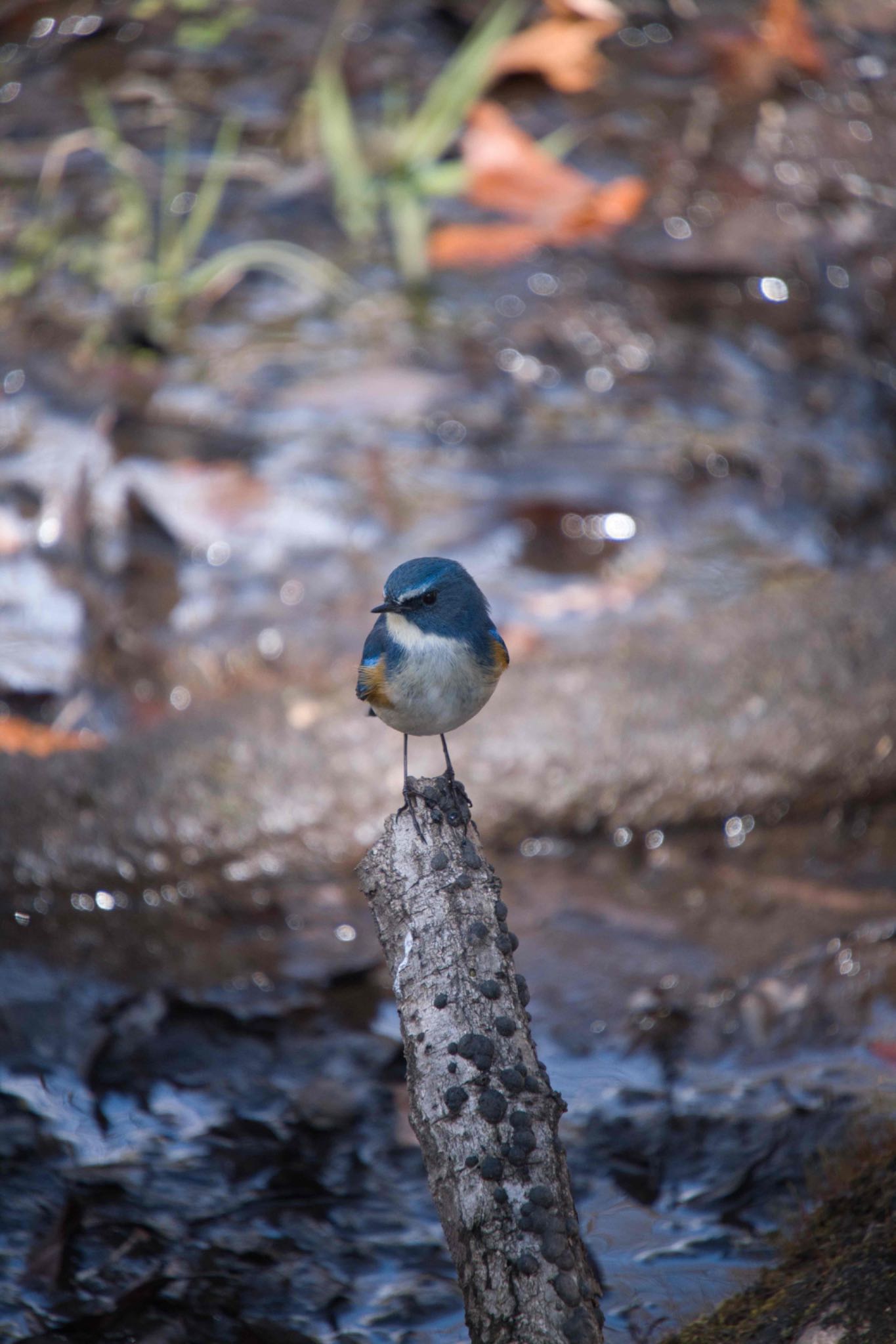 Red-flanked Bluetail