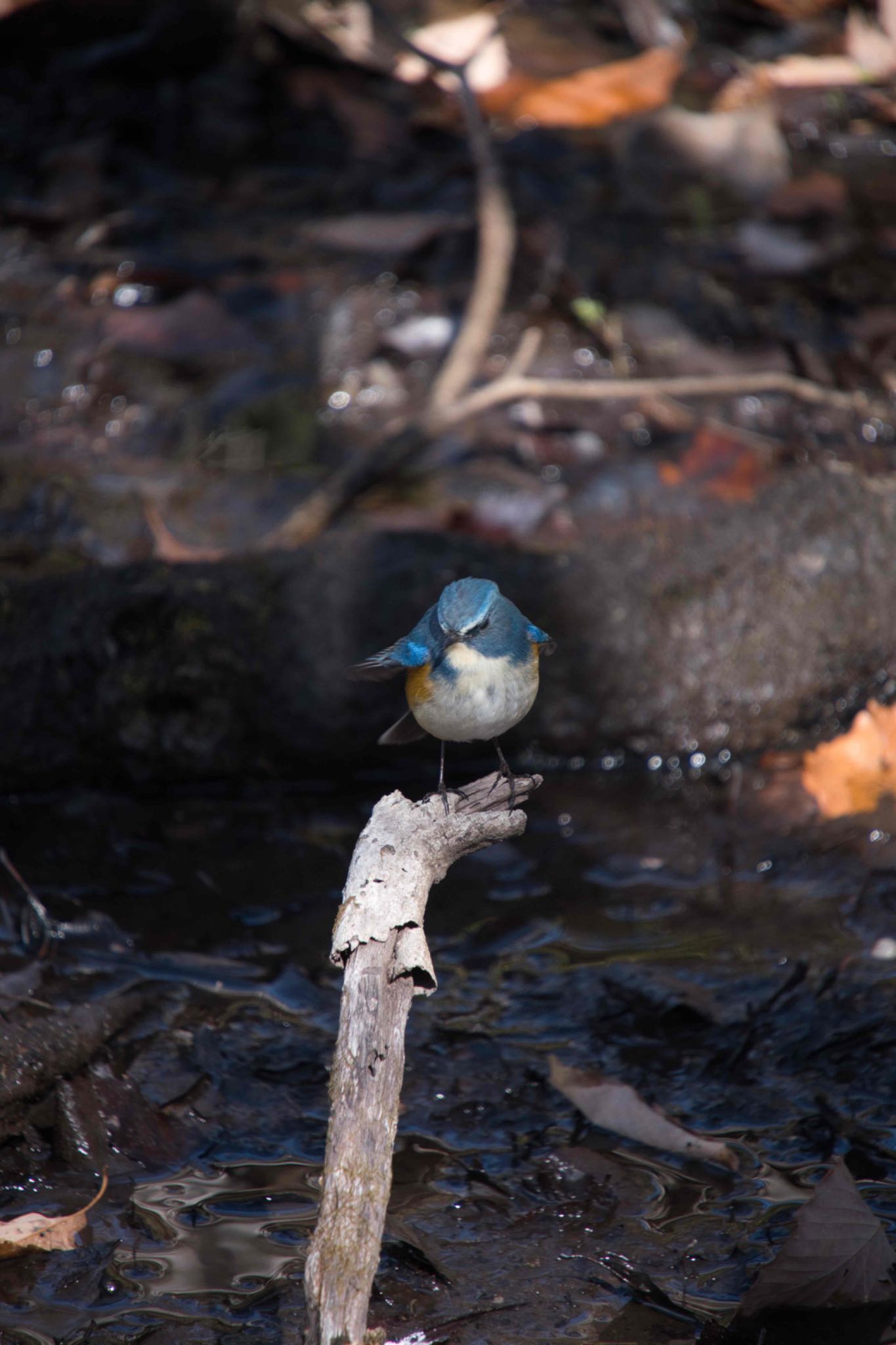 Red-flanked Bluetail