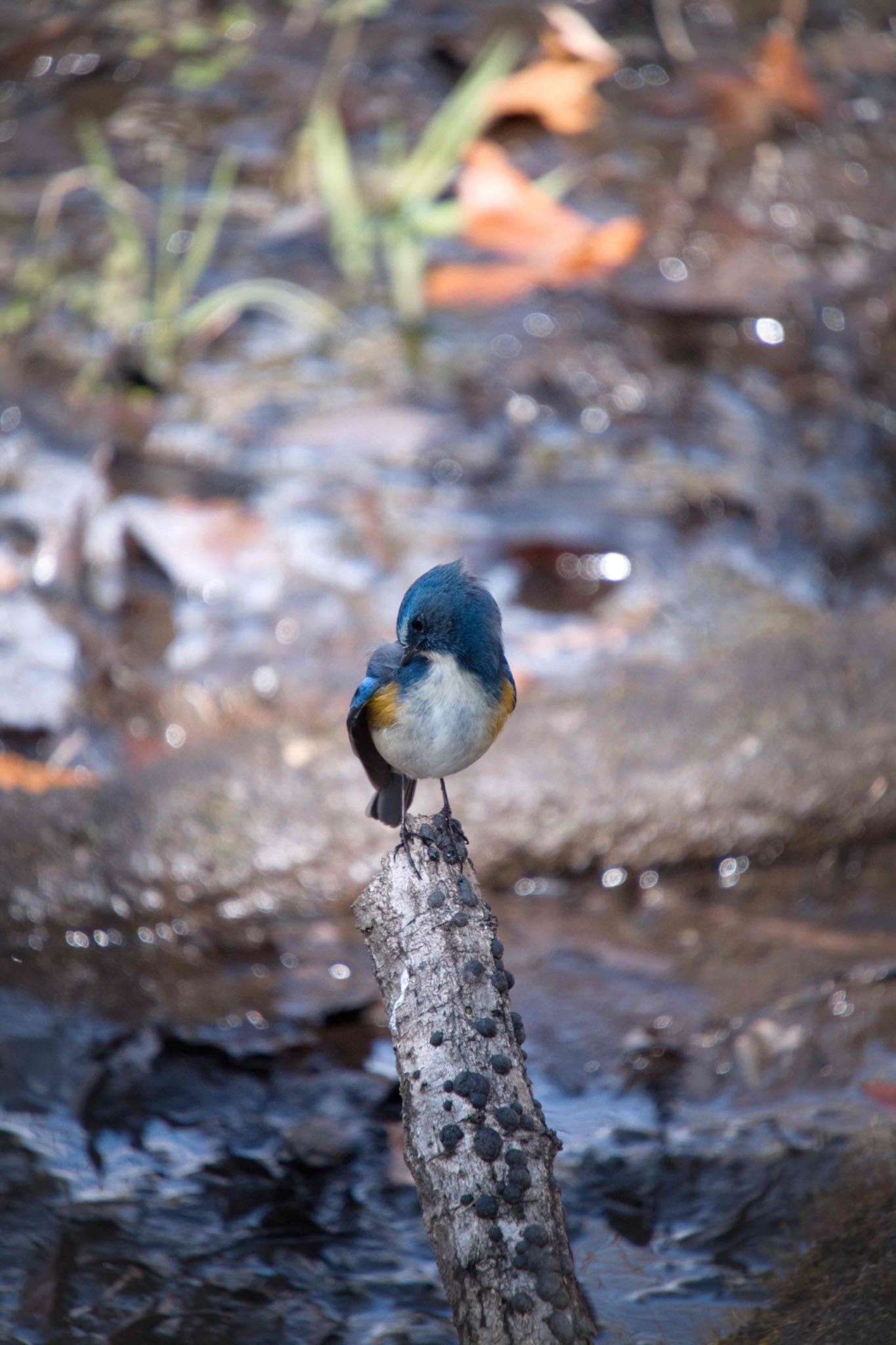 Red-flanked Bluetail