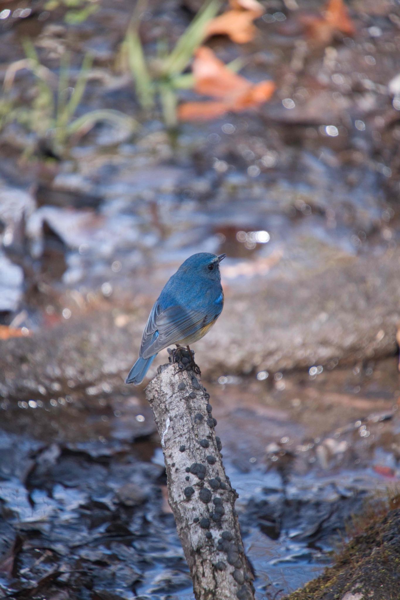 Red-flanked Bluetail