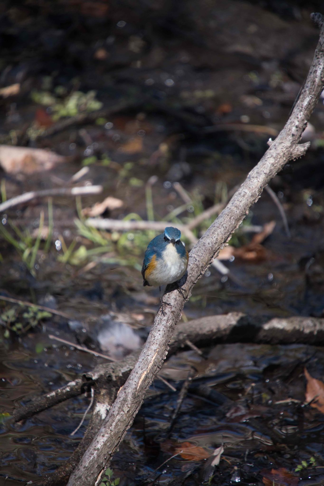 Red-flanked Bluetail