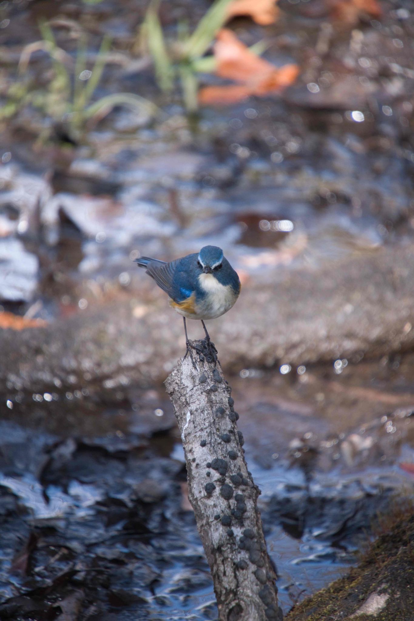 Red-flanked Bluetail