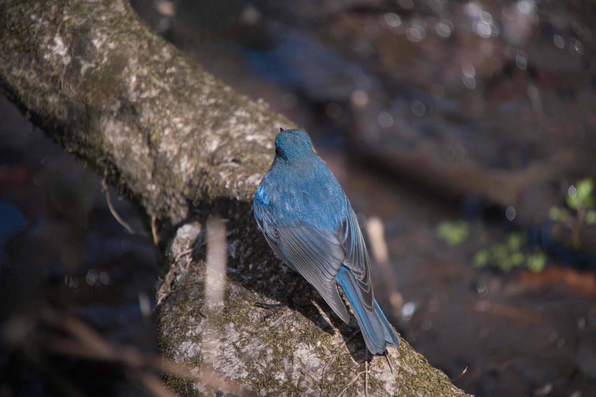 Red-flanked Bluetail