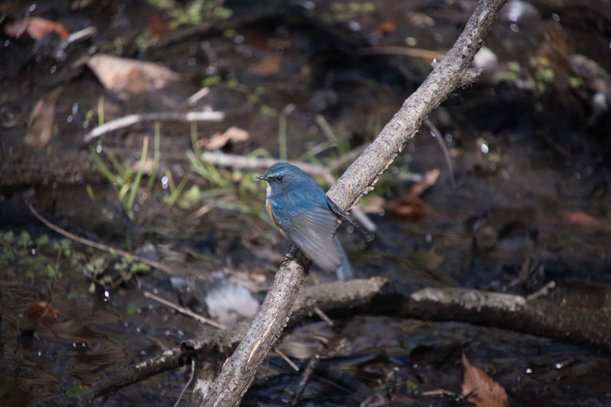 Red-flanked Bluetail