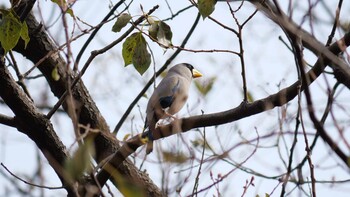 2022年2月23日(水) 大阪城公園の野鳥観察記録