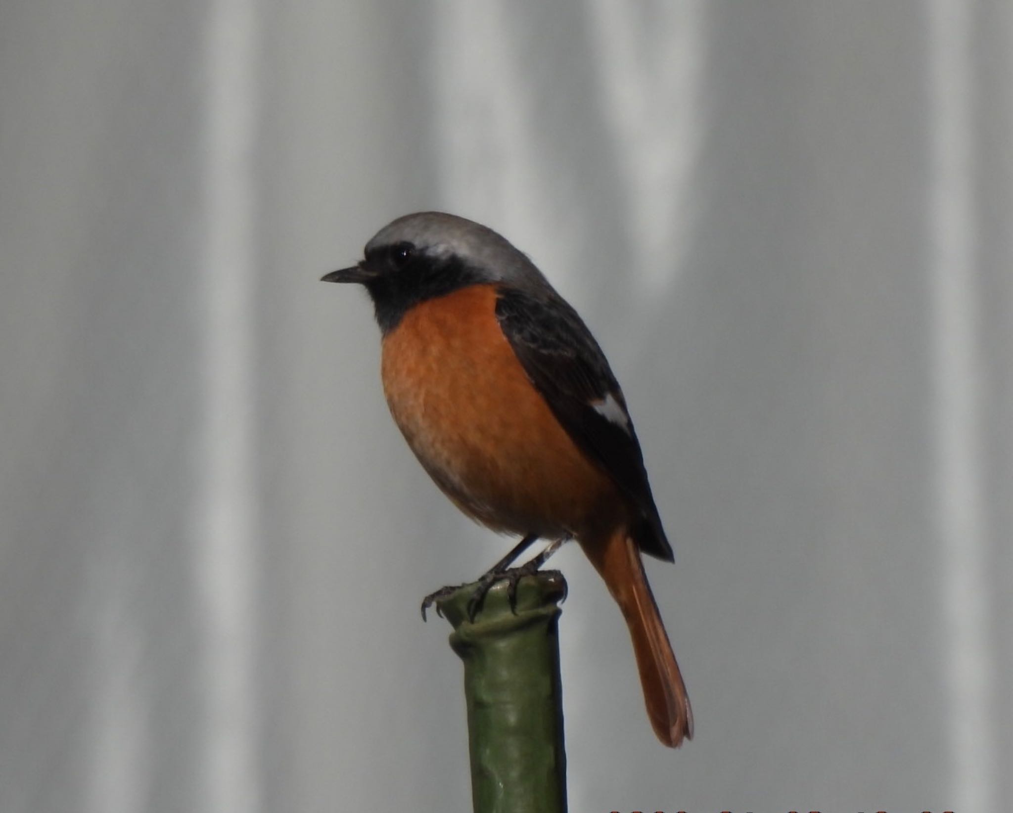 深谷市 ジョウビタキの写真 by 日本野鳥撮影の旅