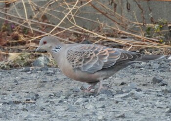 Oriental Turtle Dove 深谷市 Fri, 2/4/2022