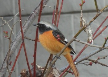 Daurian Redstart 深谷市 Fri, 2/4/2022