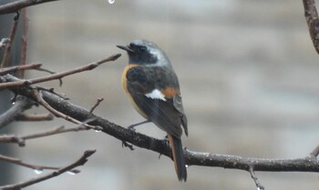 Daurian Redstart 深谷市 Fri, 2/4/2022