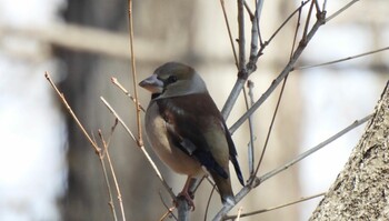 Hawfinch Asaba Biotope Wed, 2/16/2022