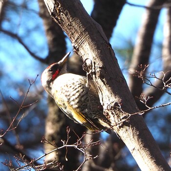 Japanese Green Woodpecker 東京都立桜ヶ丘公園(聖蹟桜ヶ丘) Wed, 2/23/2022