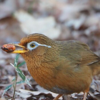 Wed, 2/23/2022 Birding report at 東京都立桜ヶ丘公園(聖蹟桜ヶ丘)