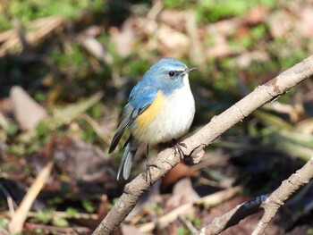 ルリビタキ 北本自然観察公園 2022年2月23日(水)