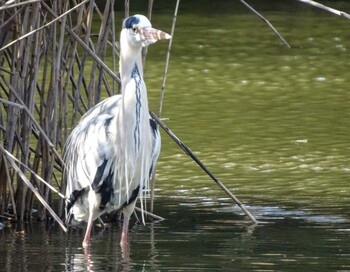 Grey Heron 菊名池公園(神奈川県横浜市) Wed, 2/23/2022