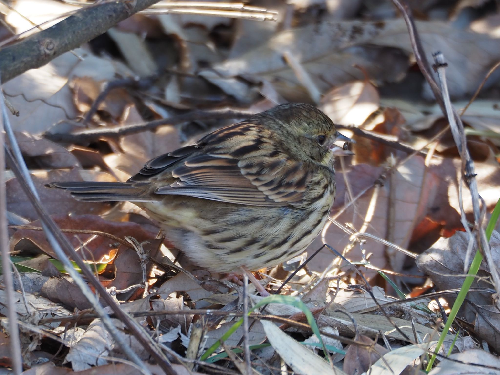 Masked Bunting