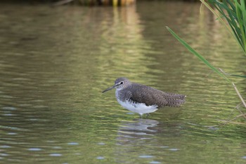 クサシギ 岐阜県羽島市 2017年9月21日(木)